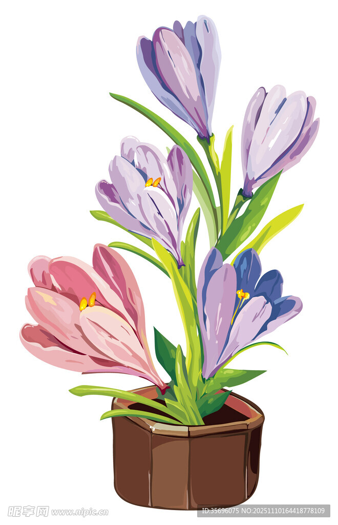 盆栽番红花绽放美丽