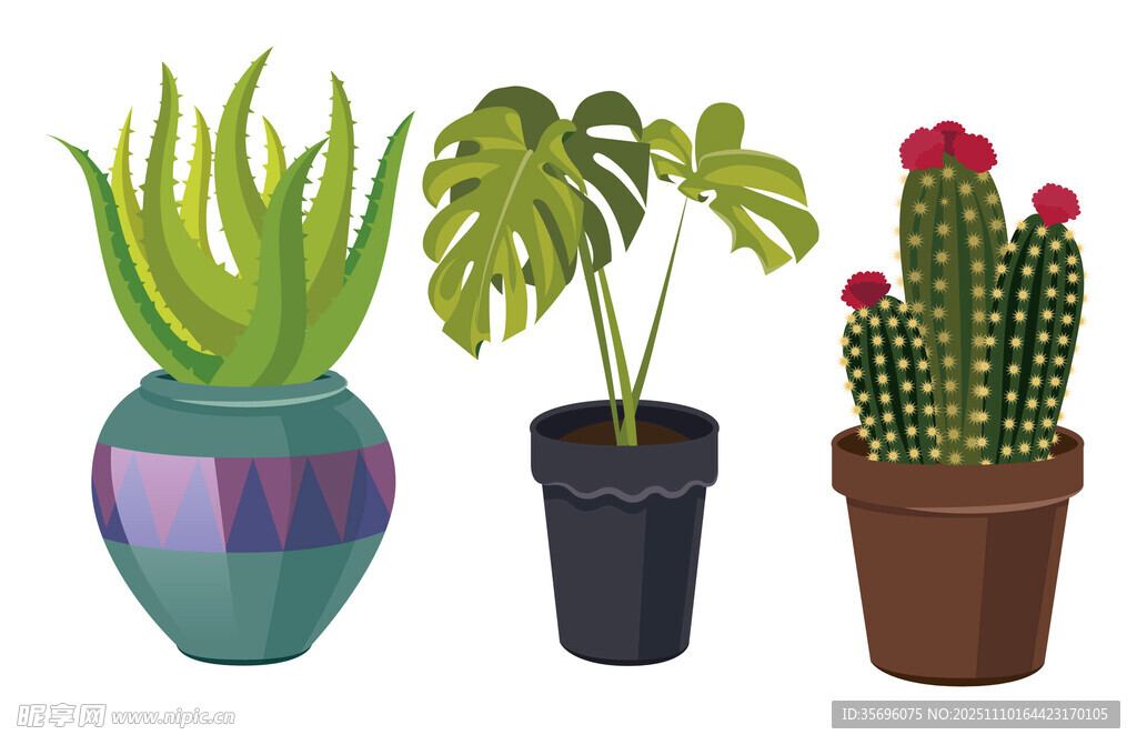 多彩盆栽植物组合展示