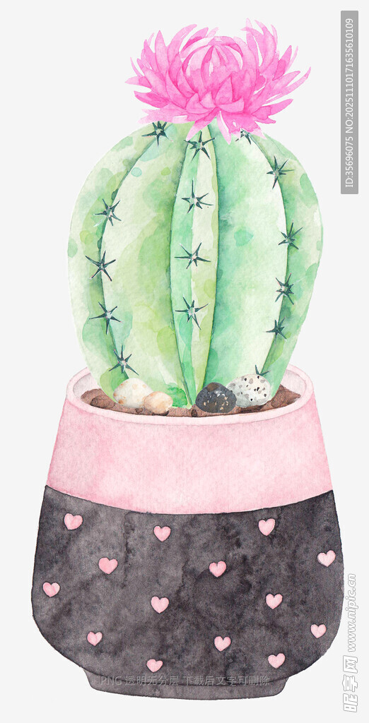 粉色盆中可爱仙人掌