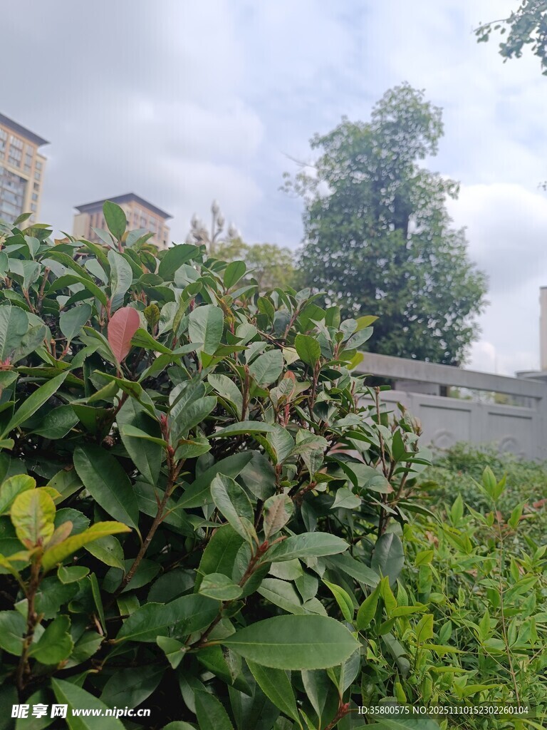 绿叶丛中的红苹果