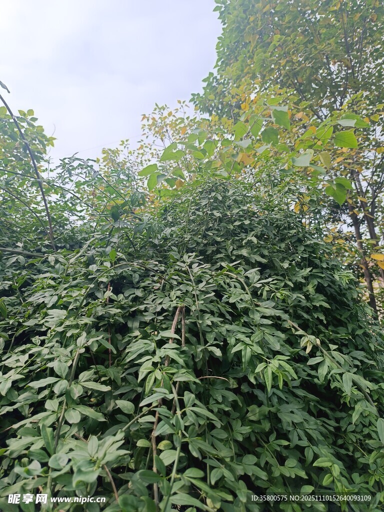 繁茂绿植景象
