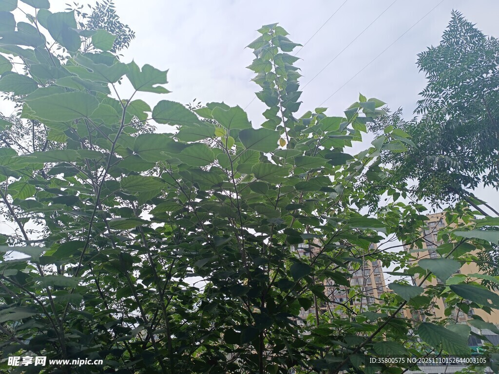 绿叶繁茂的树梢景象