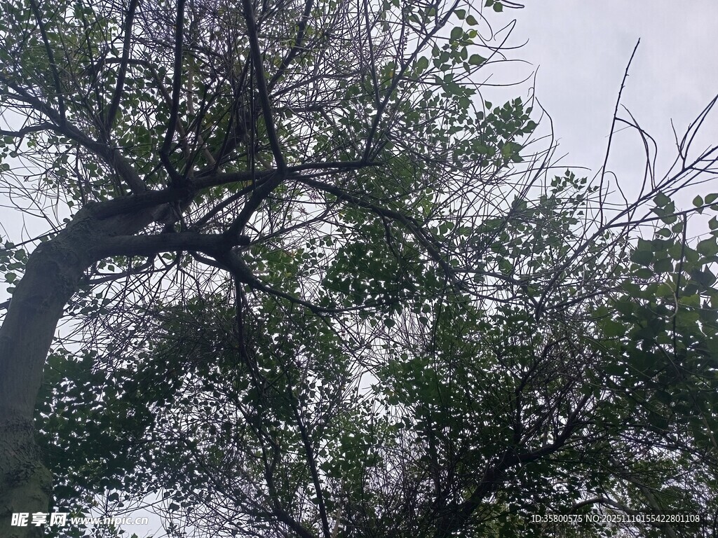 树枝交错的绿意景象