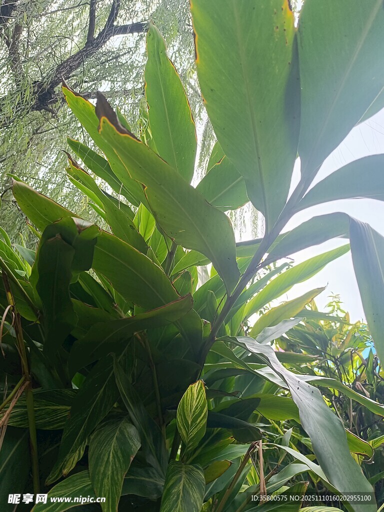 翠绿繁茂的热带植物景观