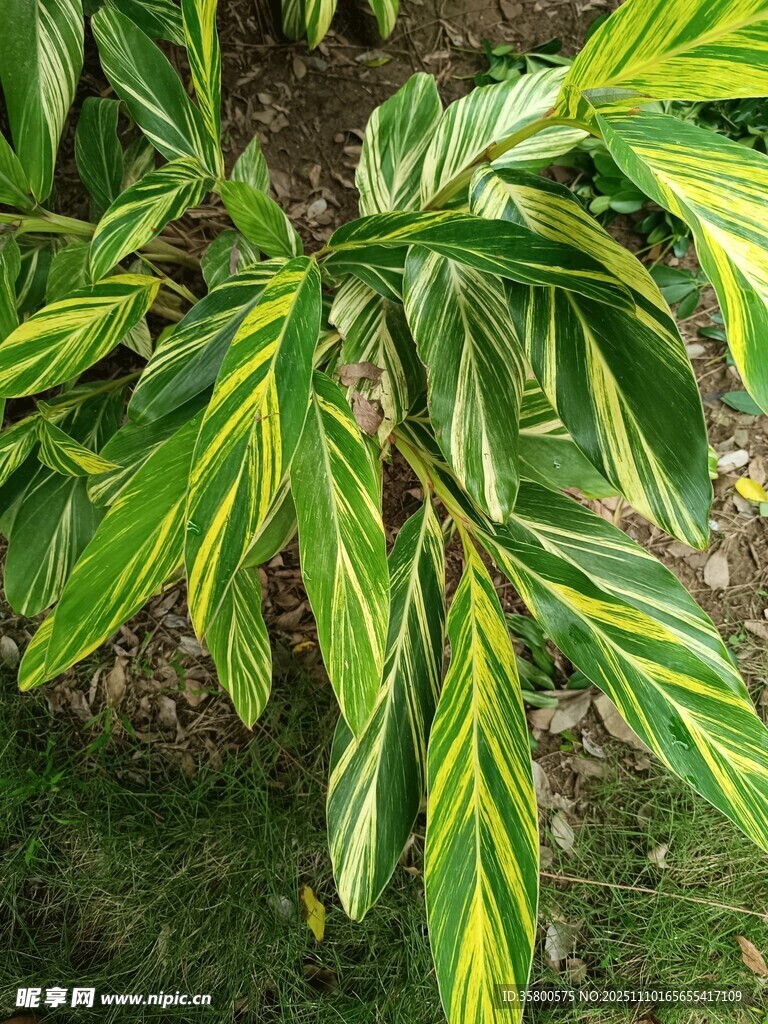 斑斓绿叶植物特写