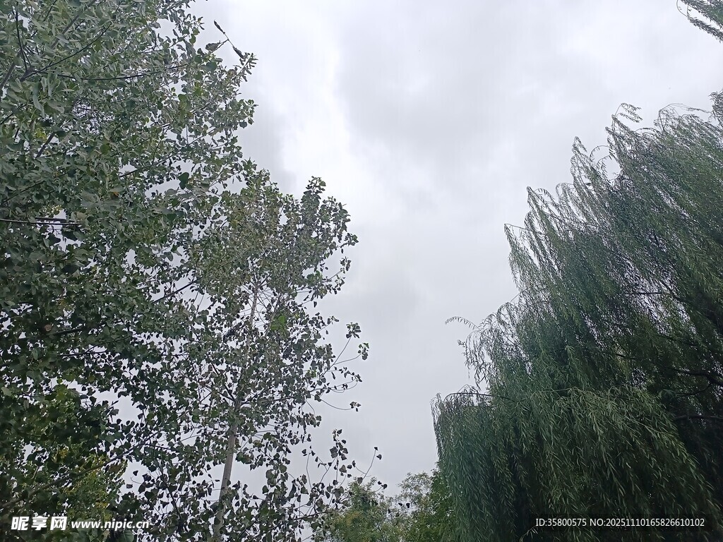 仰视葱郁树木与灰白天空