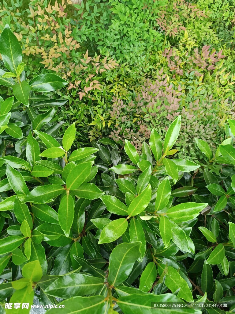 翠绿繁茂的清新植物景观