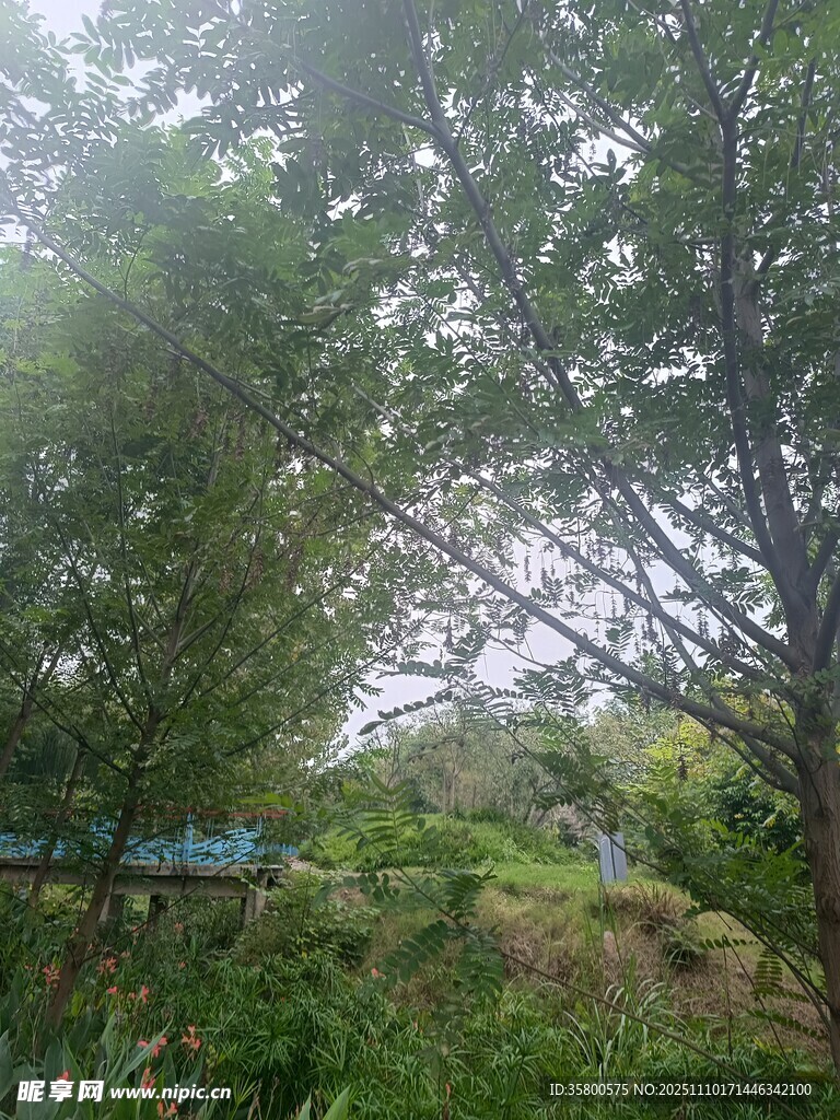 山林间的绿意景致