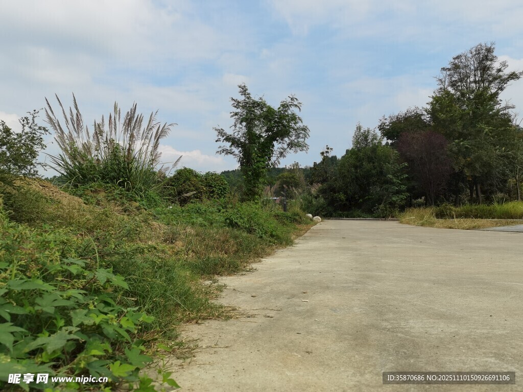 乡间土路旁的繁茂植被