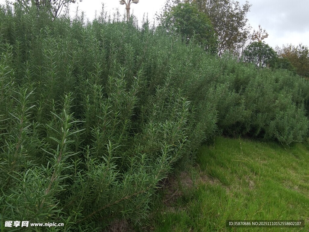 茂密绿植形成的自然景观