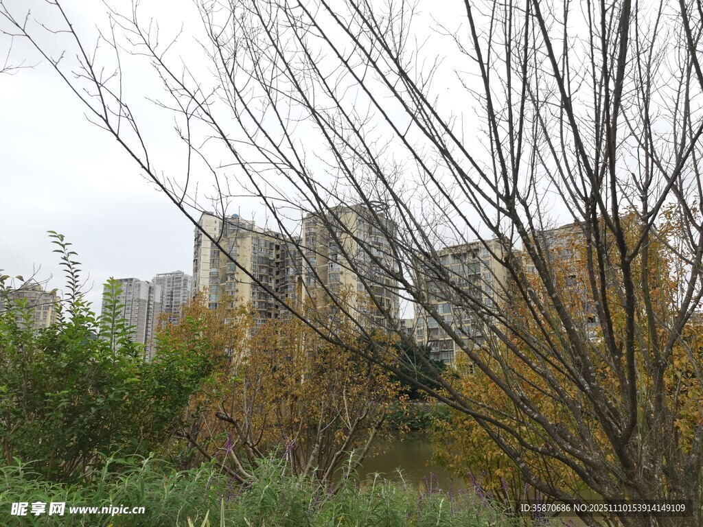 城郊枯树与远处建筑景观