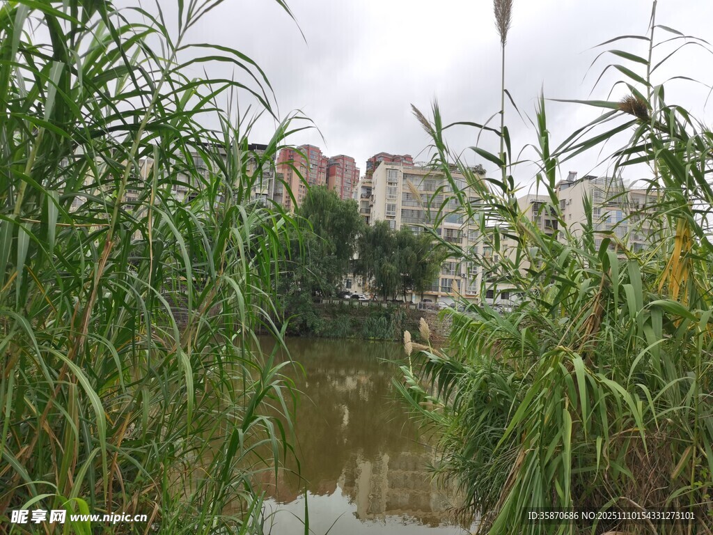 河畔绿植环绕的城市景观