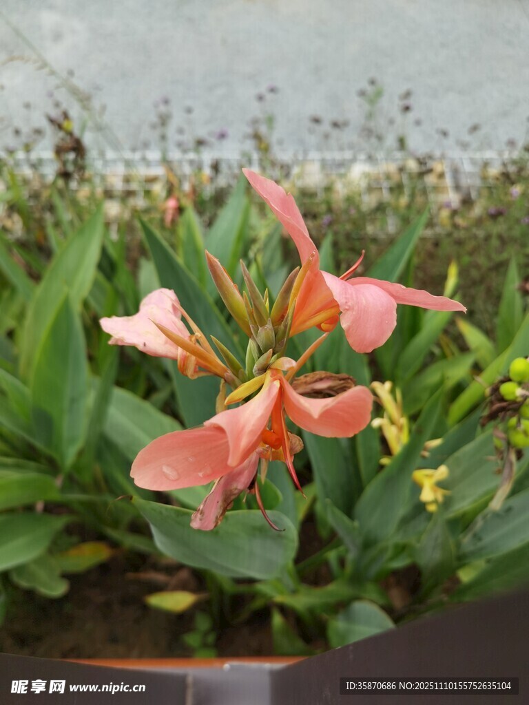 娇艳粉色美人蕉绽放