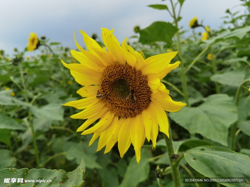 向日葵绽放于绿色田野