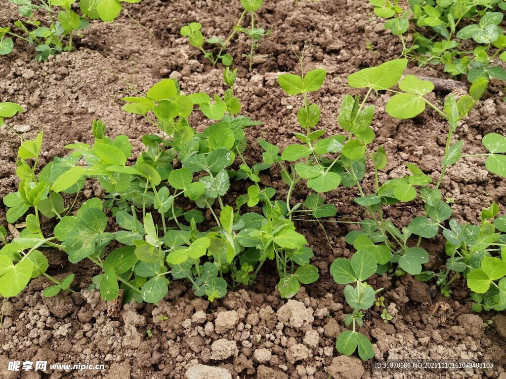 田间嫩绿蔬菜幼苗