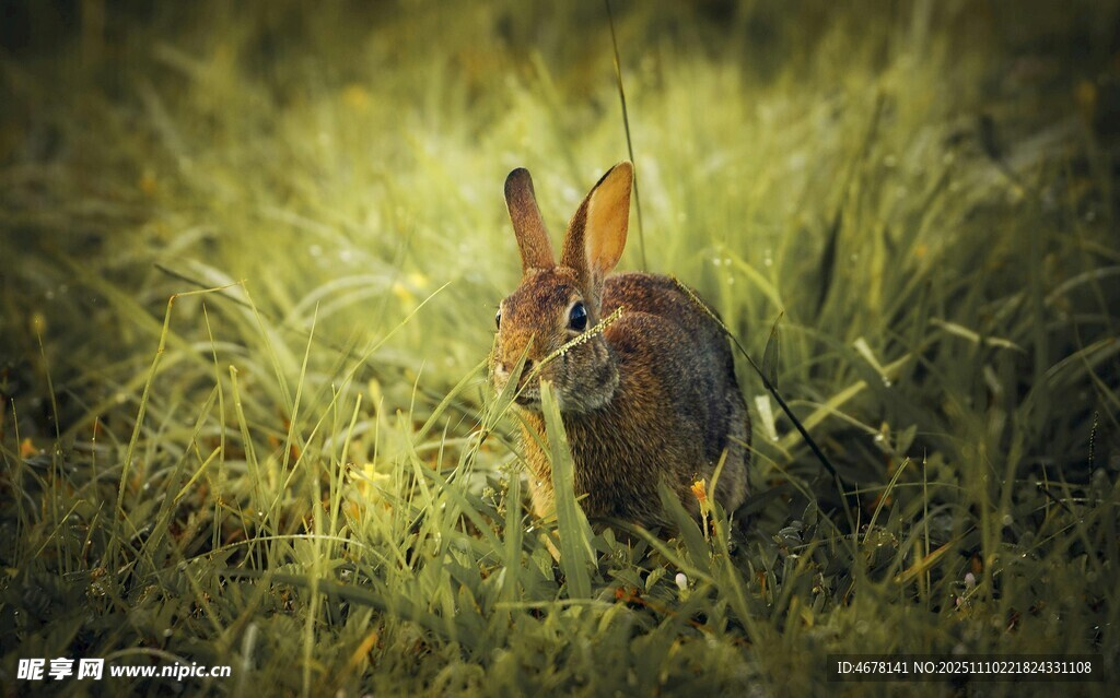 草丛中的黑背豺