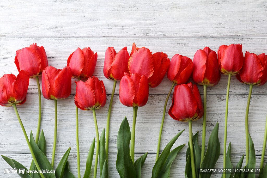 红色郁金香整齐排列