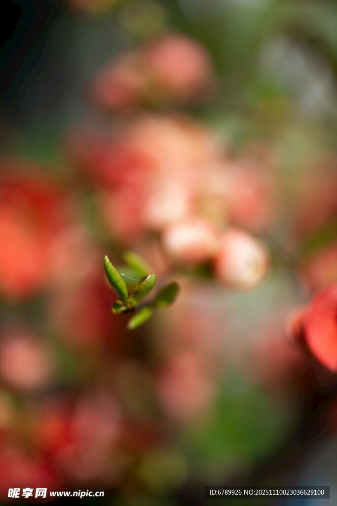 春季绽放的海棠花