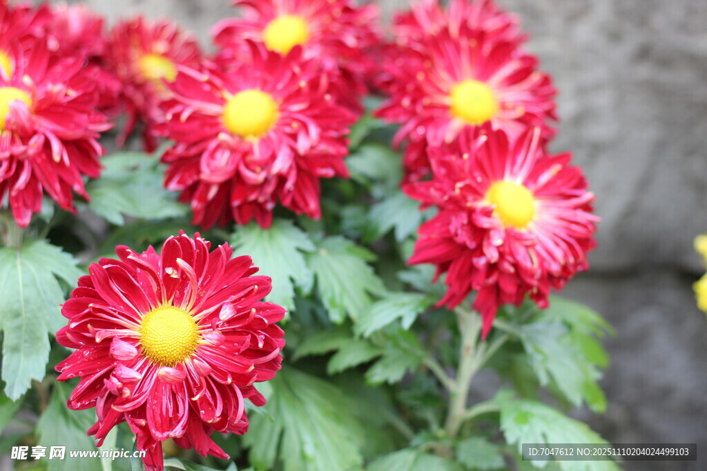 艳丽红菊花绽放