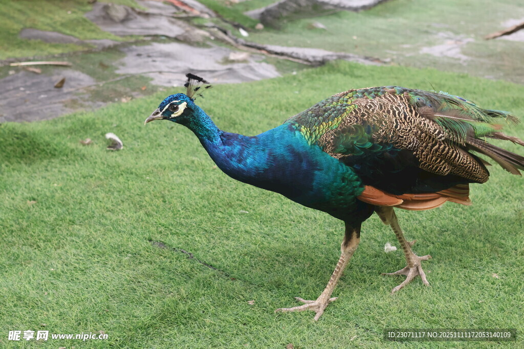 草地上的美丽孔雀
