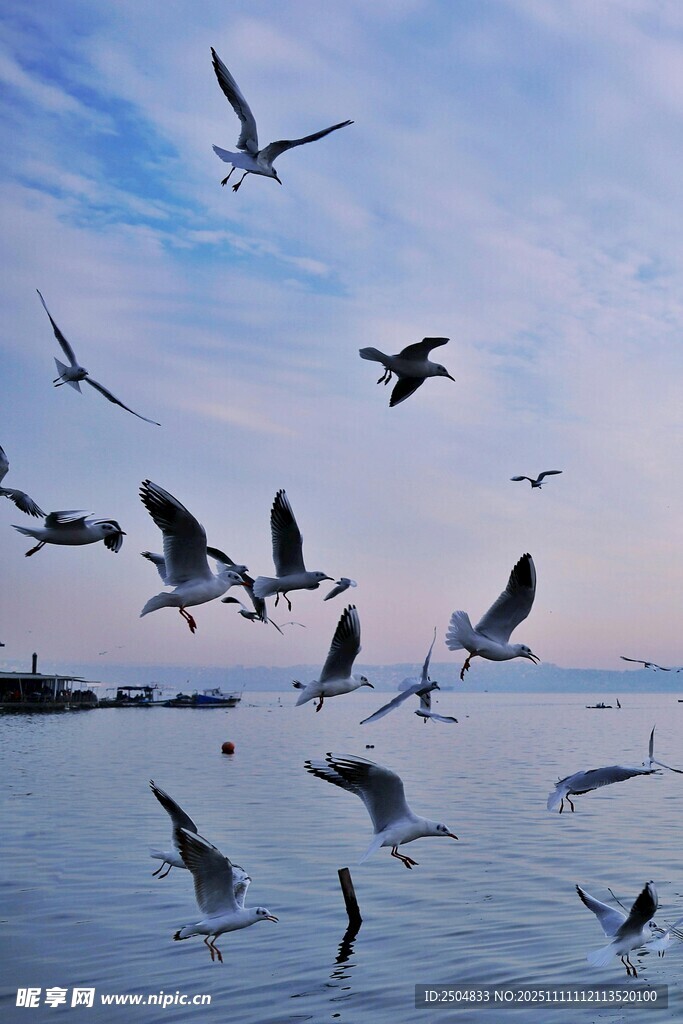 海鸥翔于天际与水面