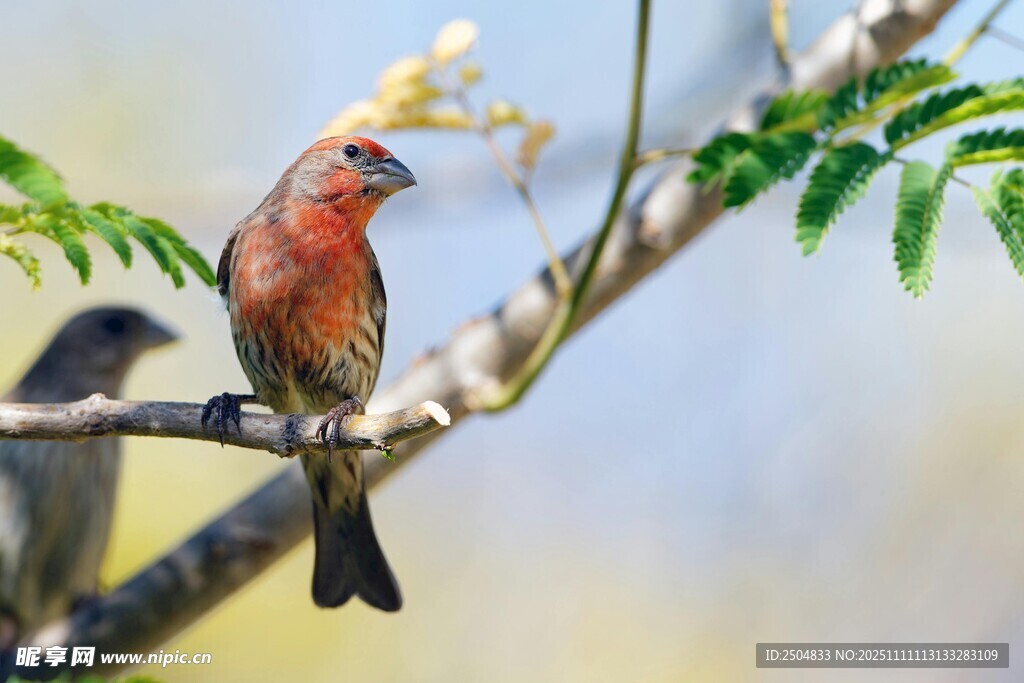 枝头红羽小鸟姿态优雅