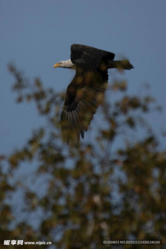 翱翔的白头鹰