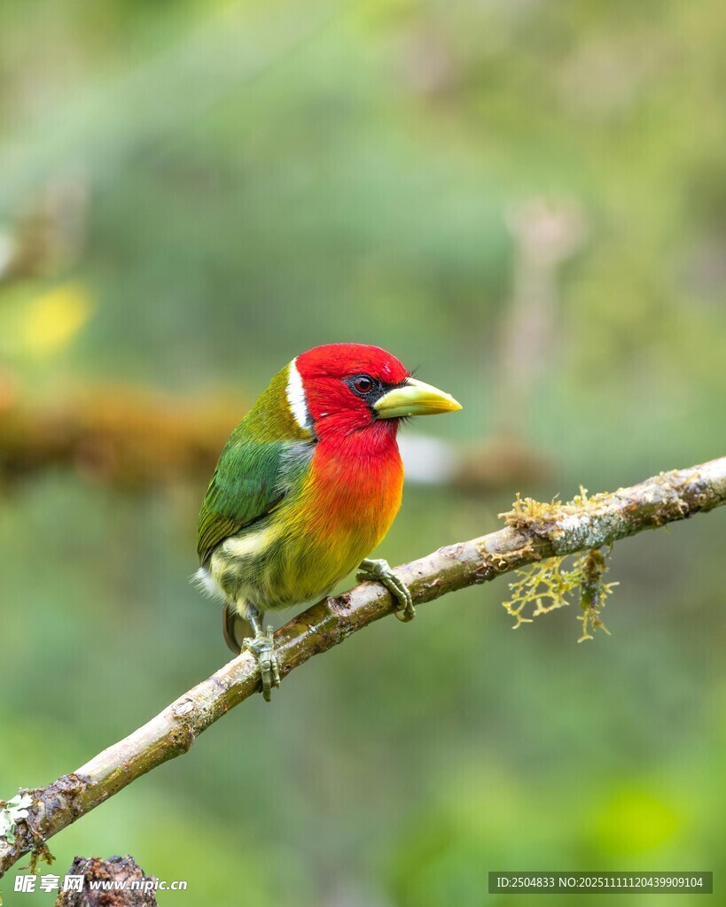 多彩小鸟栖息枝头