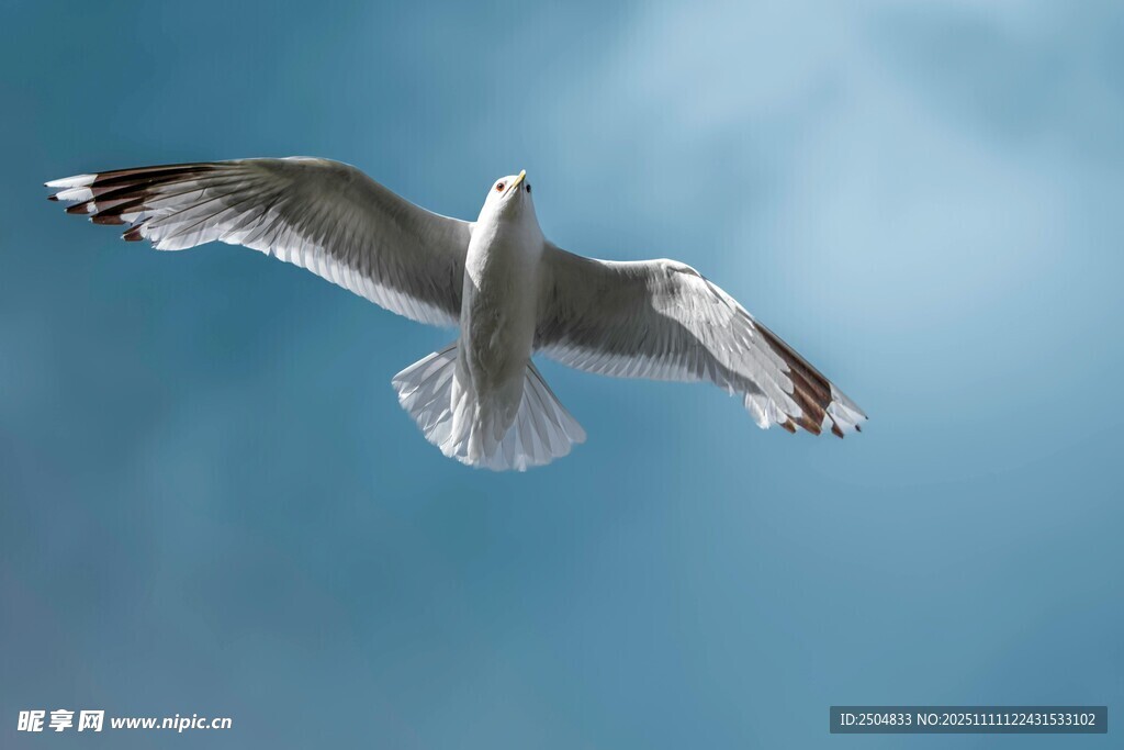 翱翔蓝天的海鸥