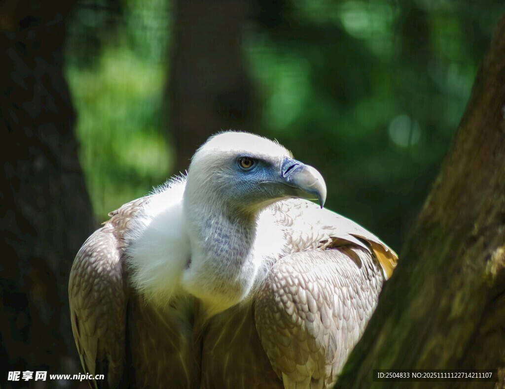 站立的白头秃鹫