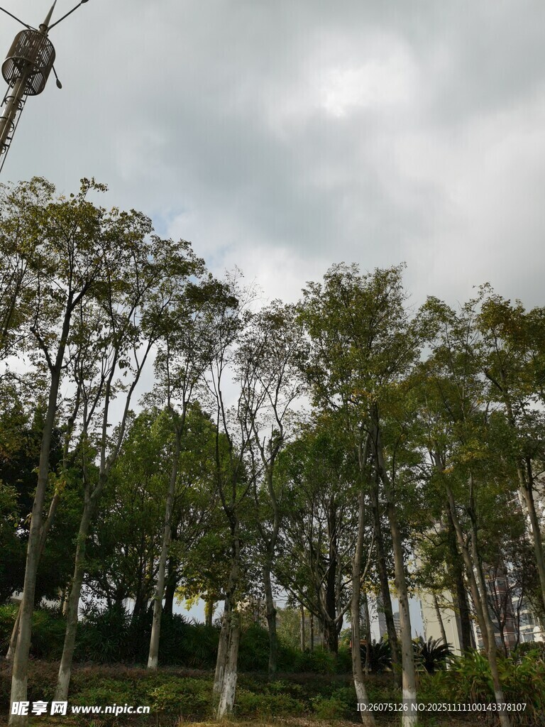 阴天中的葱郁树木景观