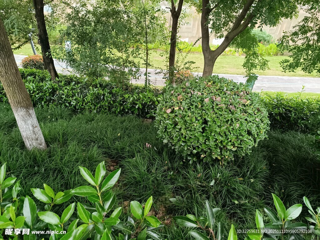 绿意盎然的林间灌木丛