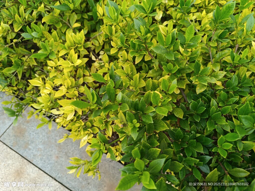 翠绿灌木植物景观