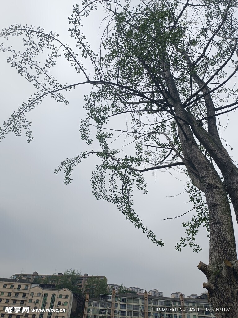 老树新枝展生机