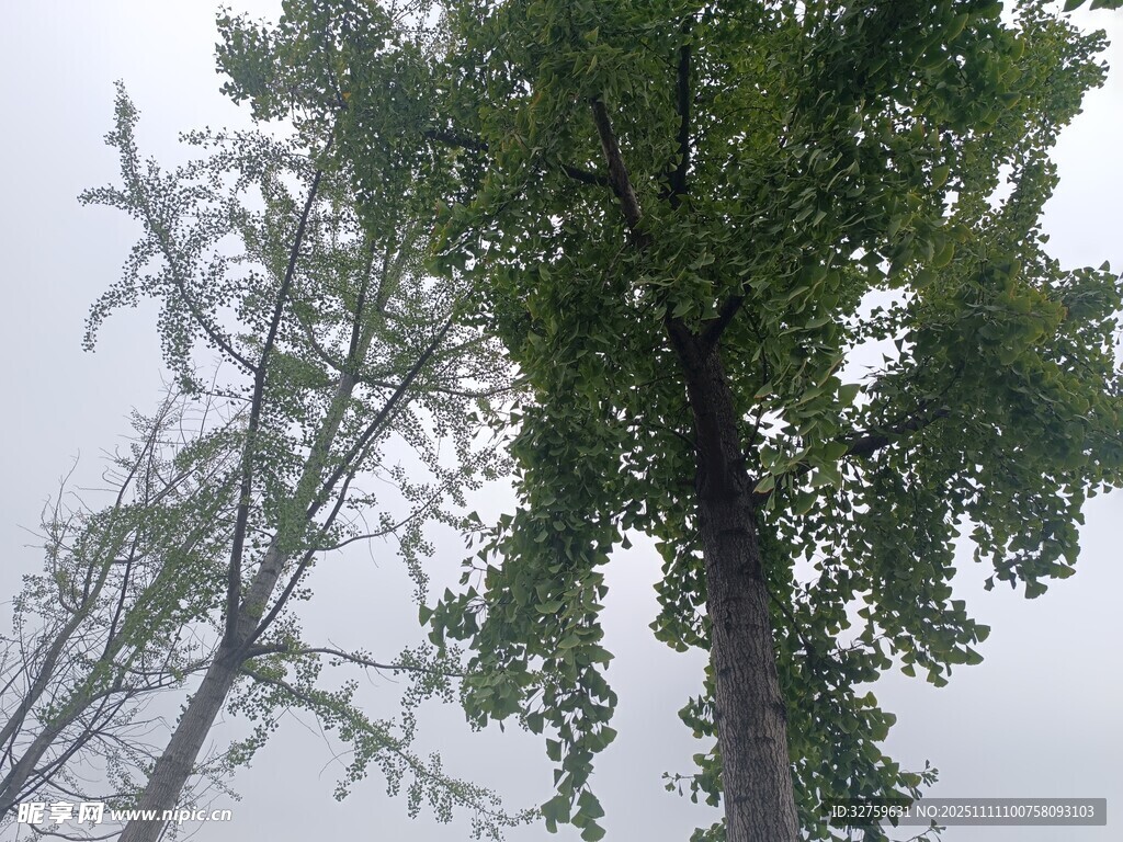 雨中挺立的葱郁树木