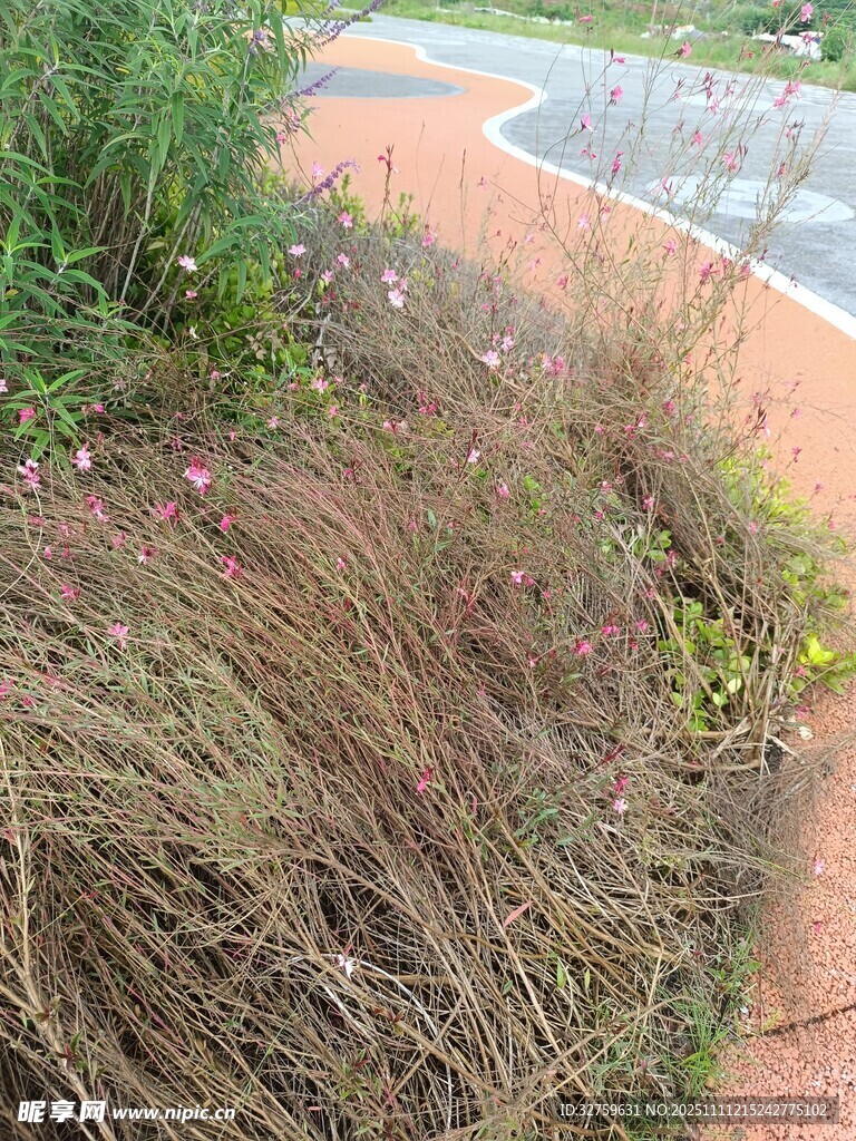 路边的繁茂草丛景观