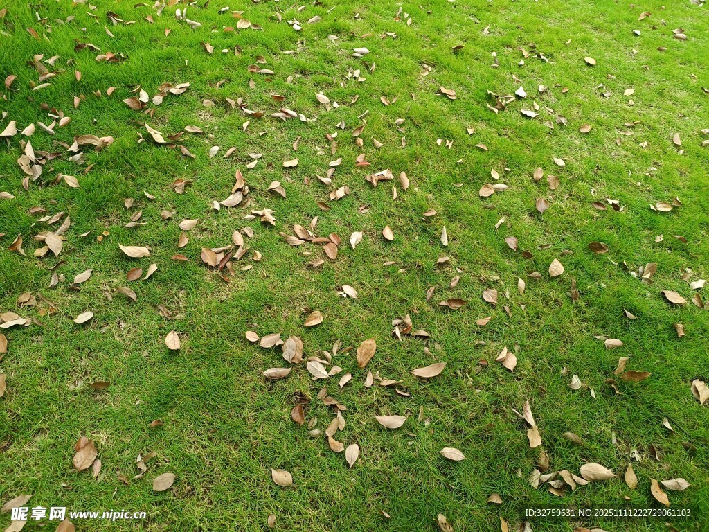 草地上散落的枯黄树叶