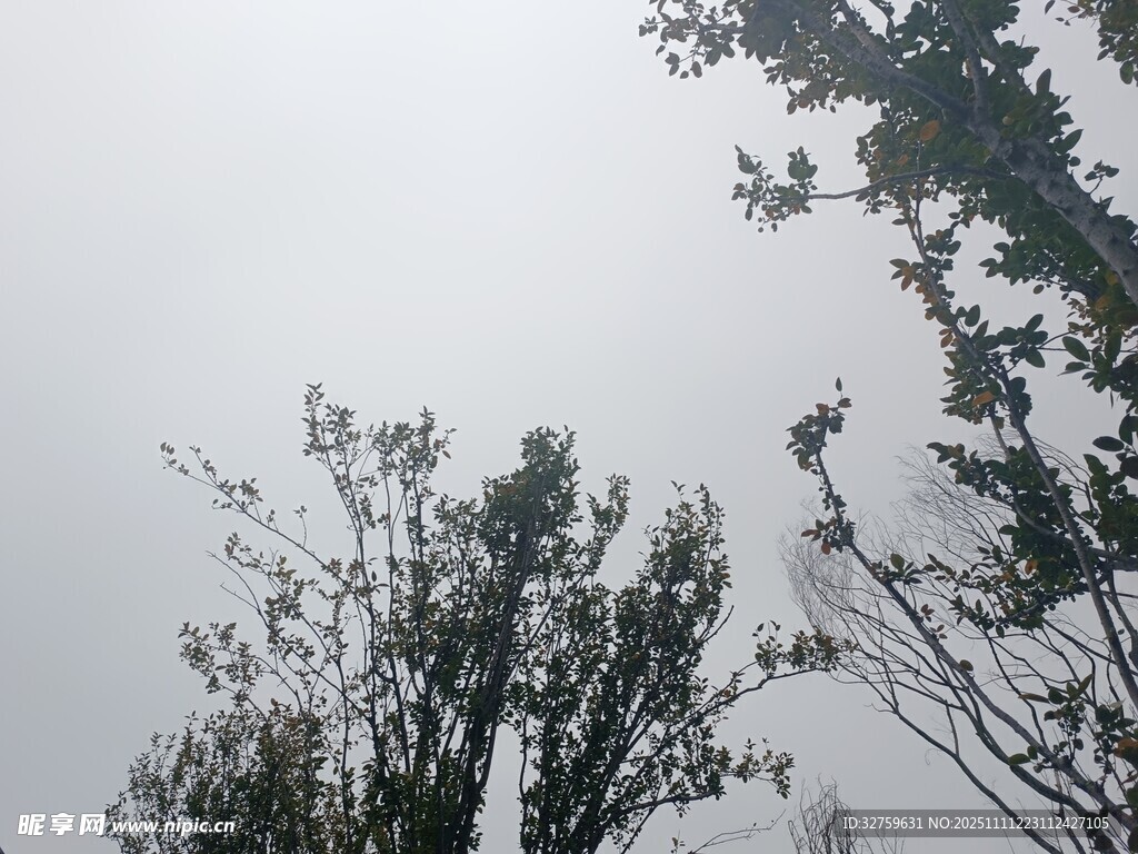 仰视天空中的繁茂树木