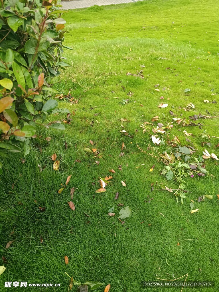 草坪上散落的多彩秋叶
