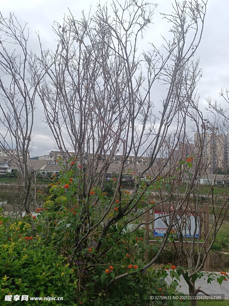 城郊萧瑟树木与绿植景观