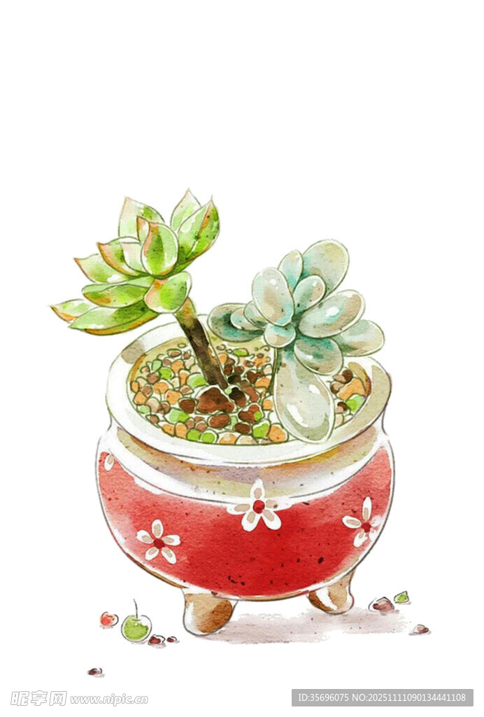 红色花盆中的可爱多肉植物
