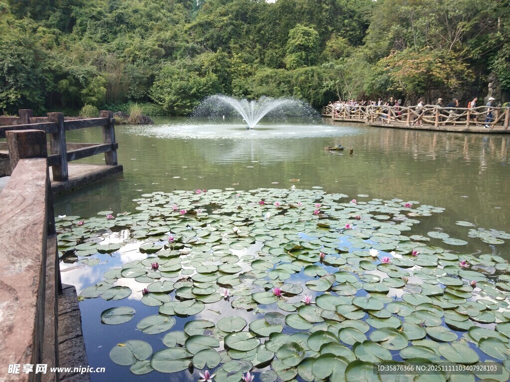 湖畔睡莲与喷泉景观