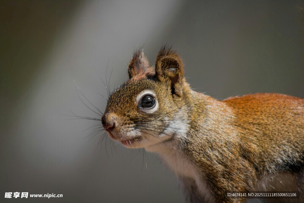 可爱松鼠特写
