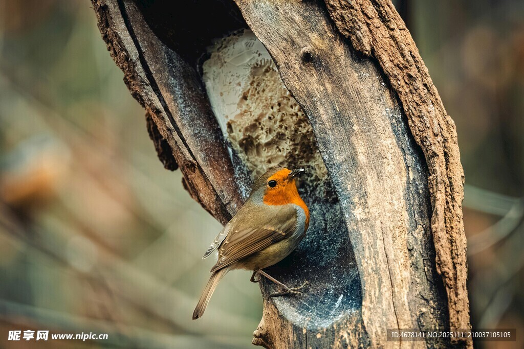 树洞中的多彩小鸟
