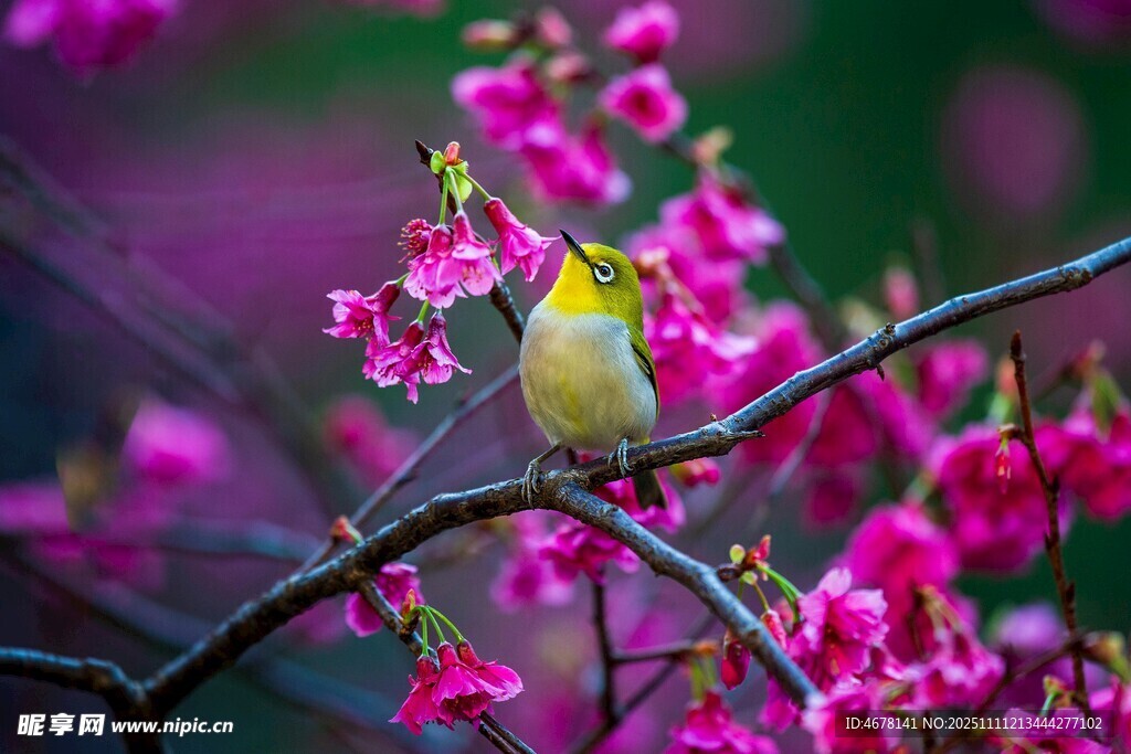 枝头小鸟赏烂漫繁花