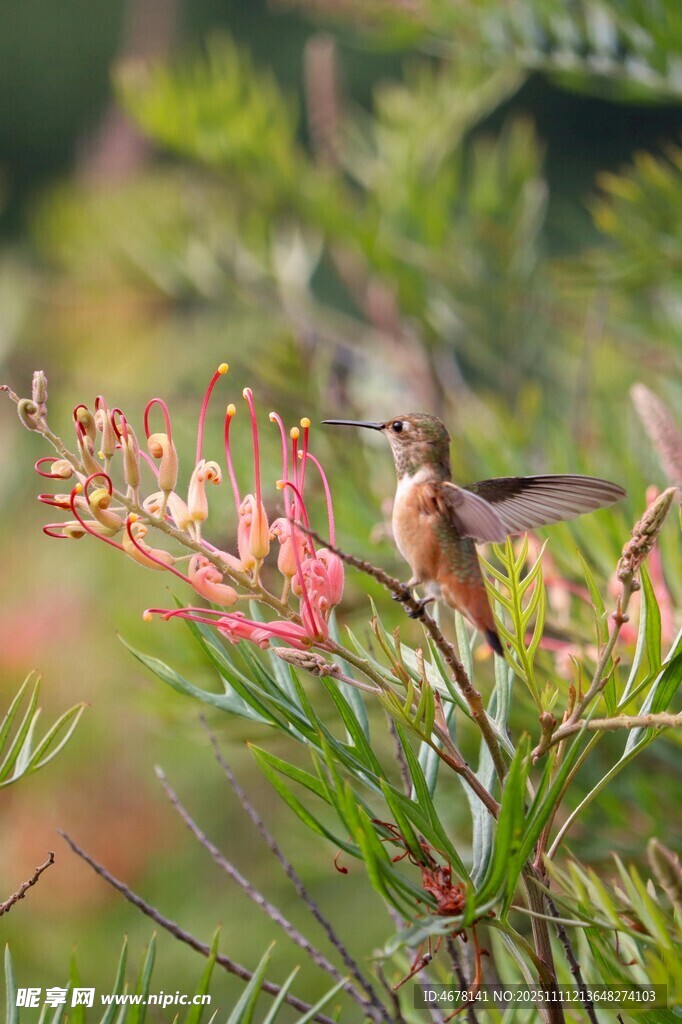蜂鸟于花丛中飞舞