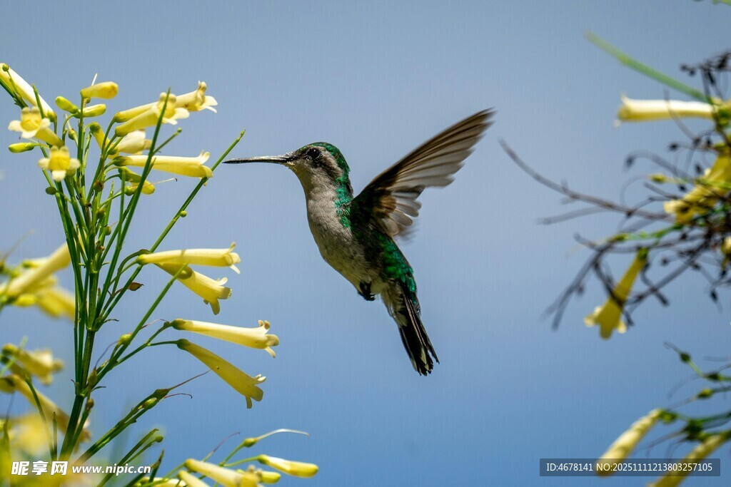 蜂鸟于黄花间振翅飞翔