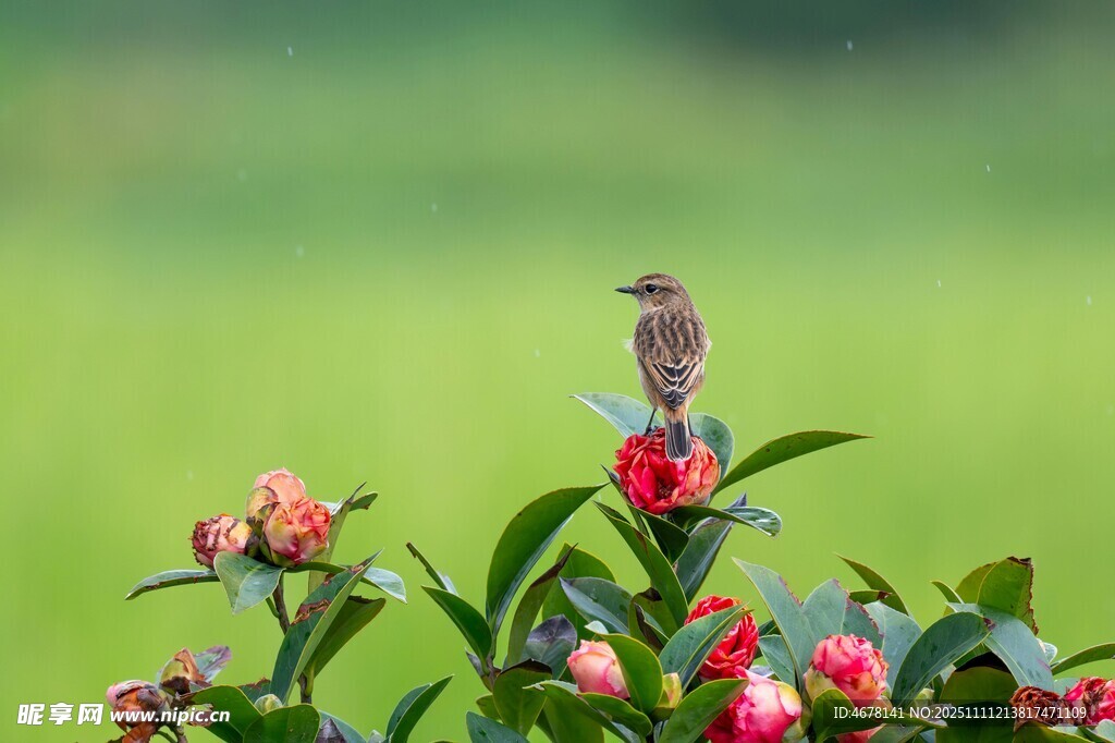 小鸟栖于繁花绿叶间
