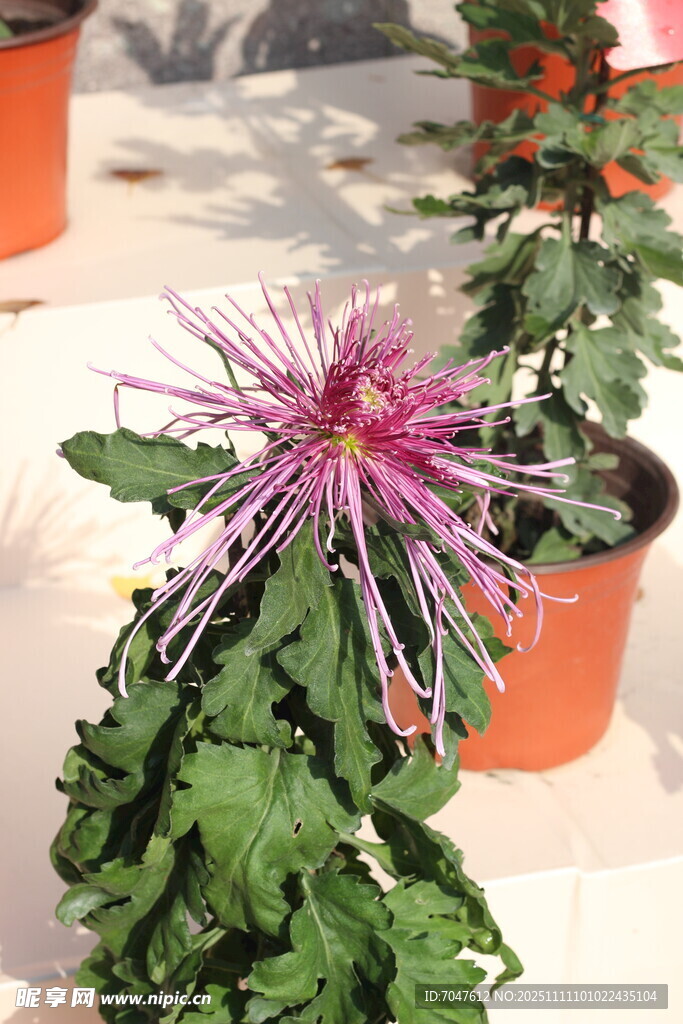 艳丽紫菊绽放花盆中