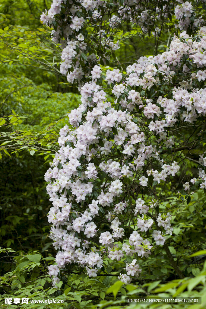 马银花繁花满枝的美丽灌木